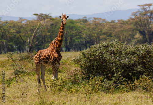 Giraffe standing among bushes and trees. Nakuru. Kenya
