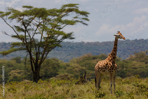 Giraffe standing in the grass and a tree is behind it. Nakuru. Kenya