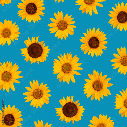 Sunflower pattern on the blue bacground. Summer concept