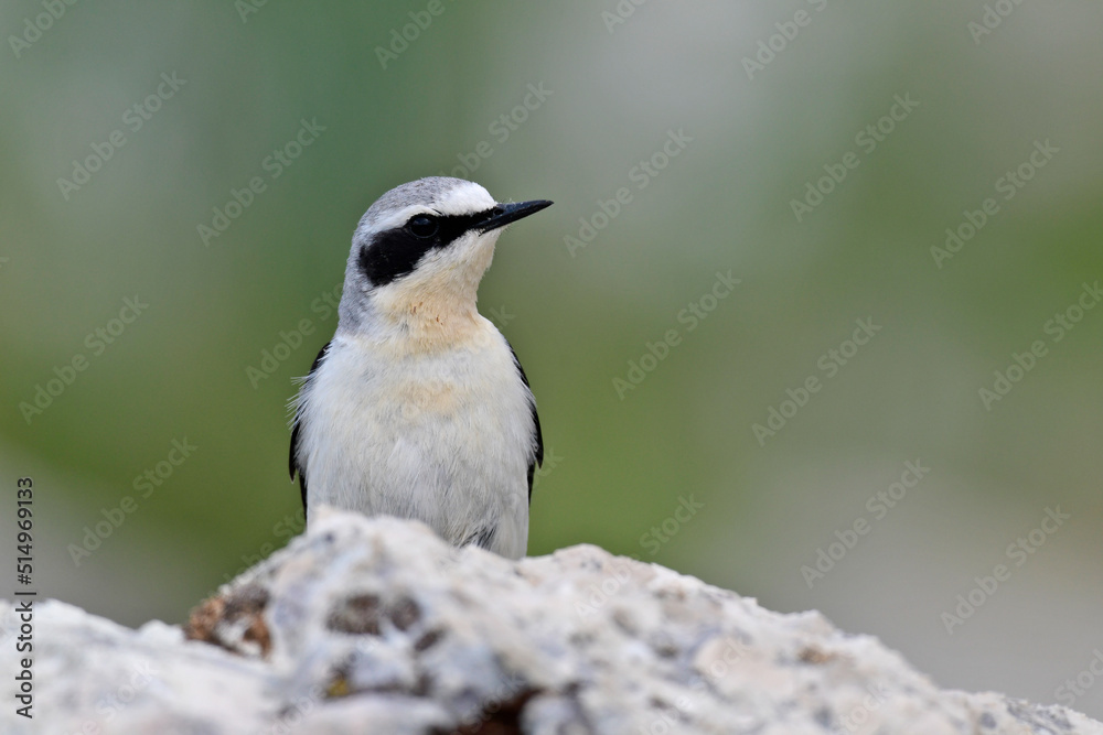 Steinschmätzer // Northern wheatear (Oenanthe oenanthe) Steinschmätzer // Northern wheatear (Oenanthe oenanthe)