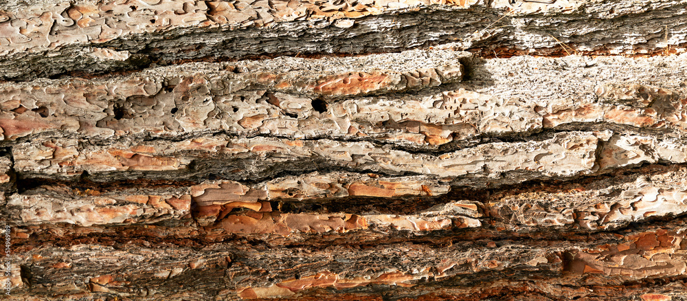 Tree bark background. Tree bark background.