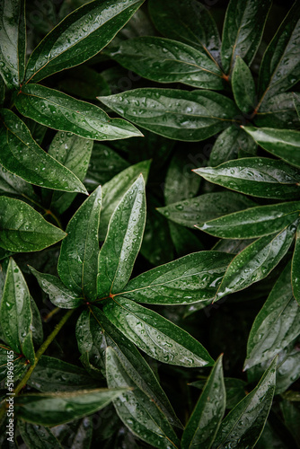 Top view of fresh green wet peony leaves after the rain with water drops. Natural texture background