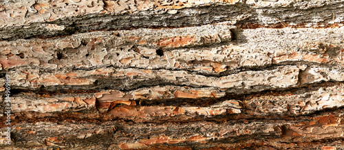 Tree bark background.