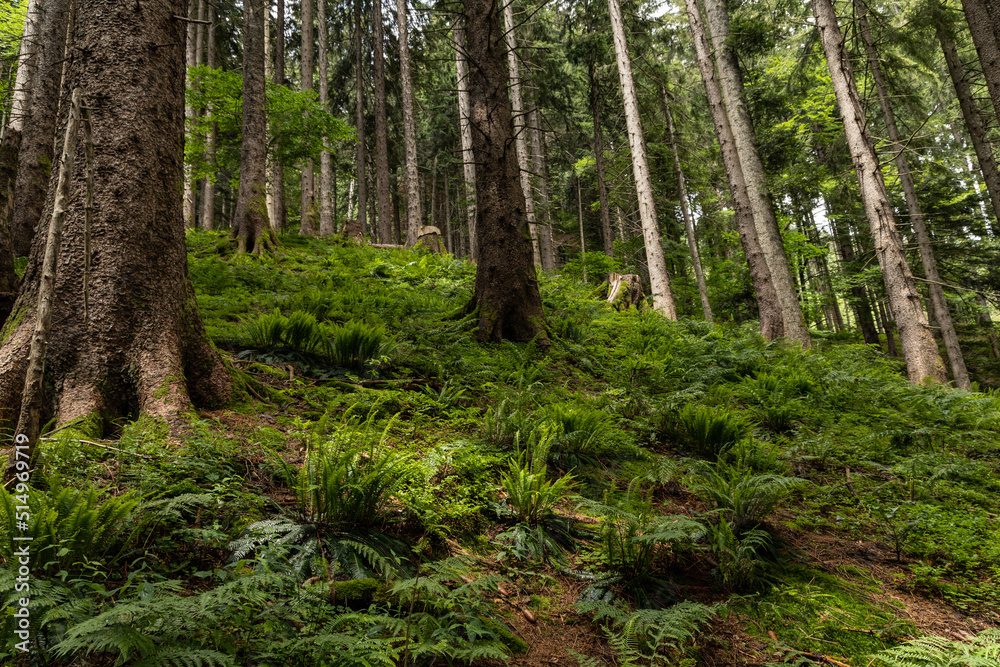 Fototapeta premium alpine forest landscape in Austria