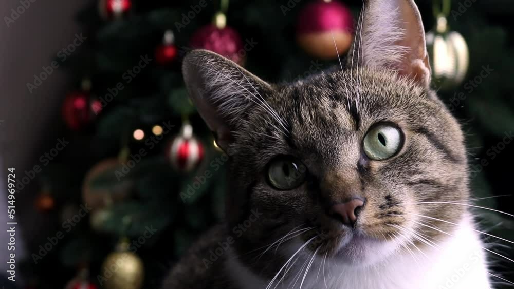 Closeup of brown shorthair domestic tabby cat in front of decorated Christmas tree. Closeup of brown shorthair domestic tabby cat in front of decorated Christmas tree.