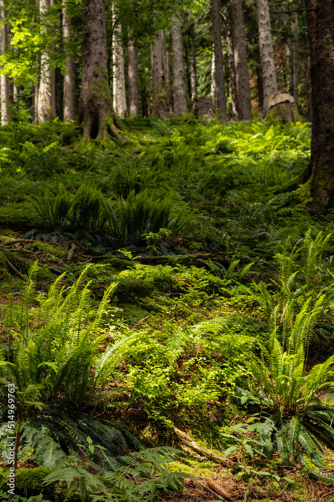 Obraz premium alpine forest landscape in Austria