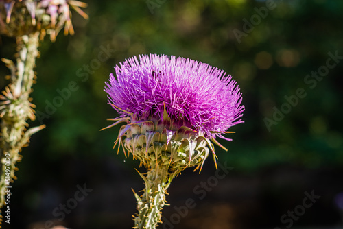 Cotton Thistle (Onopordum acanthium) view. Green background. photo