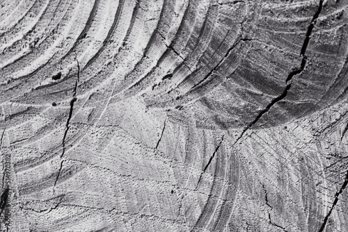 Grey wood texture. Abstract background. Traces of a circular saw on a tree trunk.