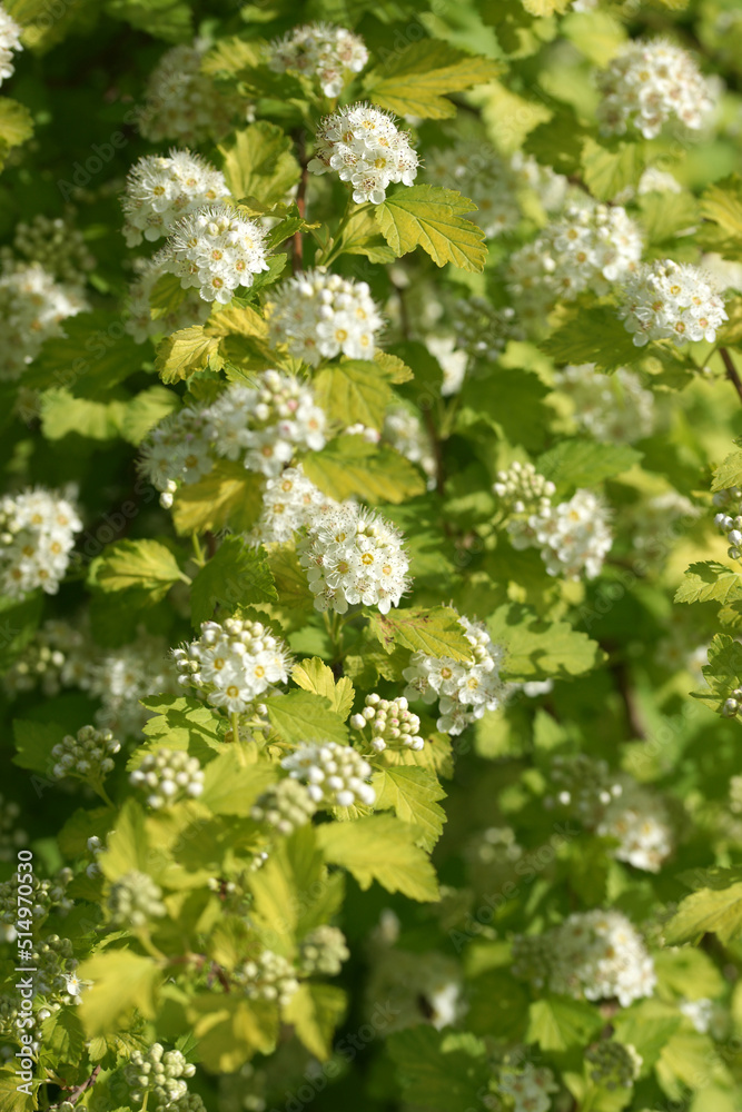 Blooming vesicle on a summer sunny day Blooming vesicle on a summer sunny day