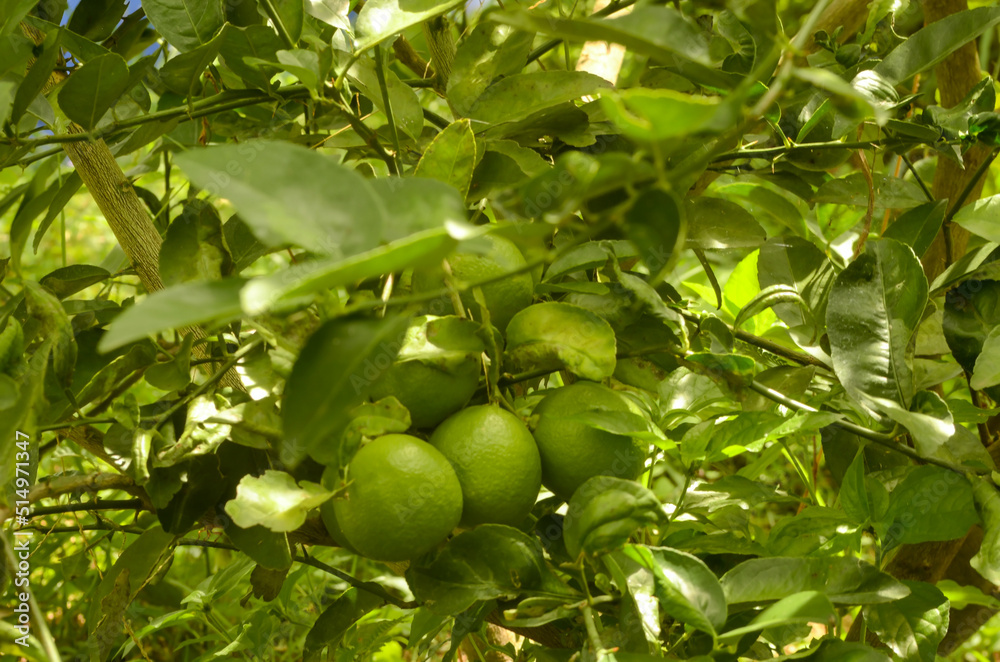 green apple tree