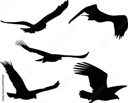 Set of silhouette Eagle Birds Flying in many different positions. 