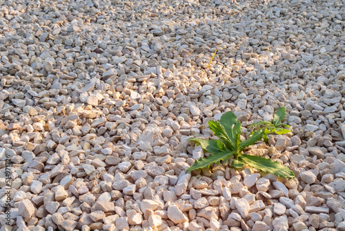 Green weeds come through gravel surface. Survival concept. Copy space for text
