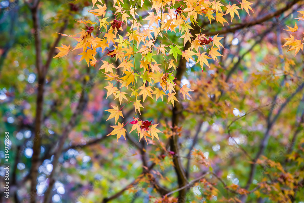 京都一乗院エリアの紅葉