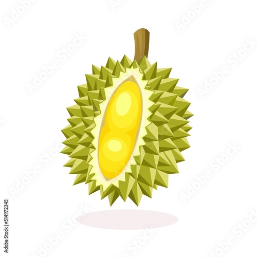 Vector illustration of a durian fruit, isolated on a white background.