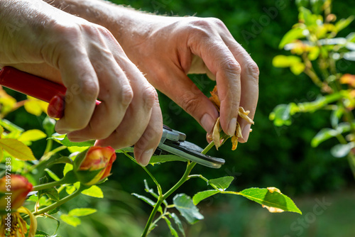 Fototapeta Naklejka Na Ścianę i Meble -  A close up of a man deadheading roses in summer