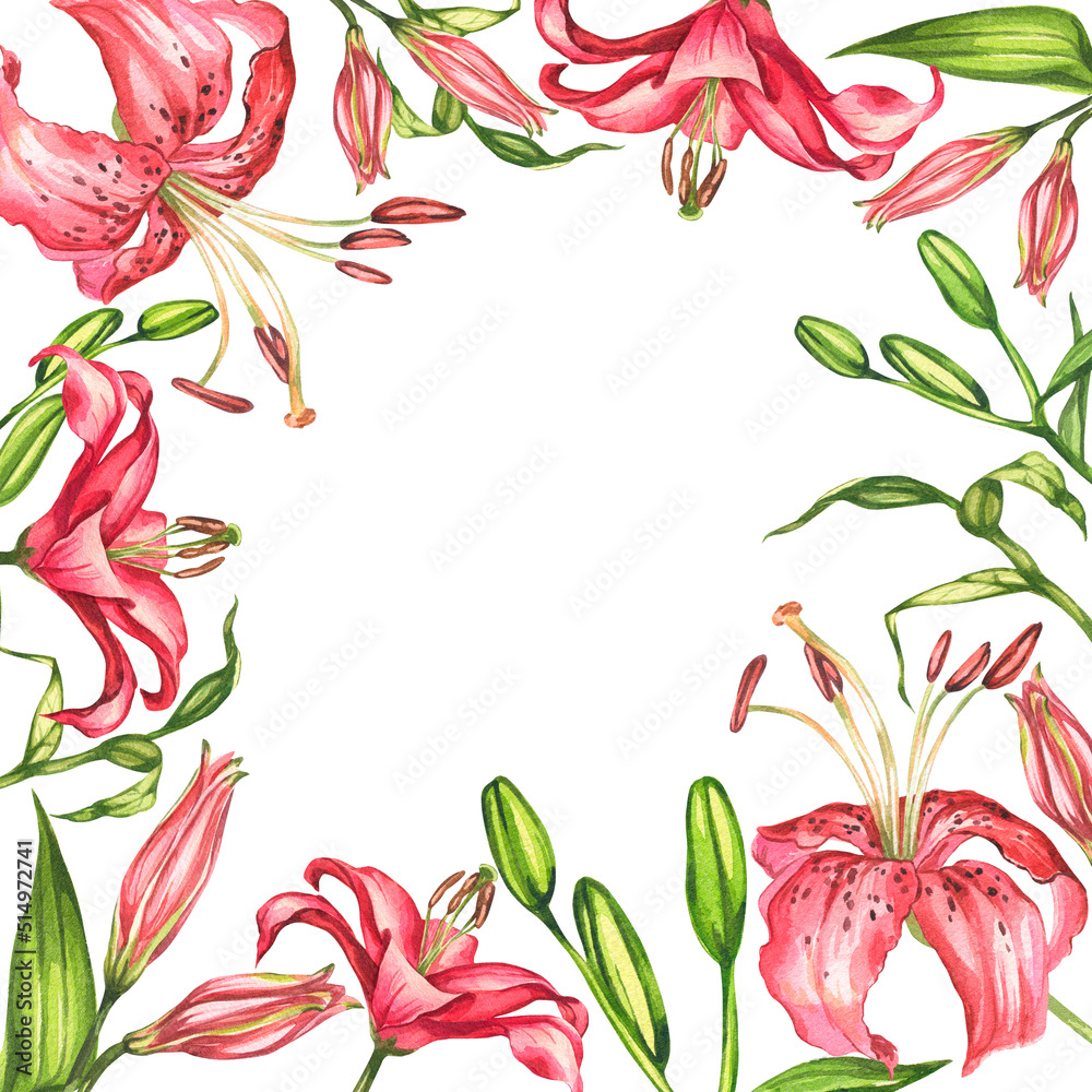 Lilies. Watercolor botanical illustration. Flower frame