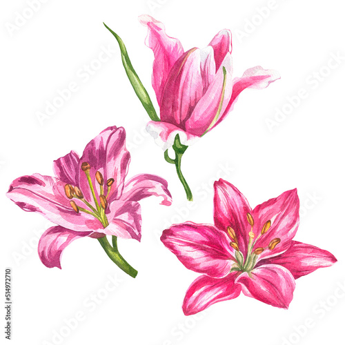 Fototapeta Naklejka Na Ścianę i Meble -  Lilies in watercolor. Pink and red flowers and buds.