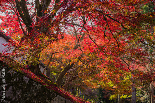 京都一乗院エリアの紅葉