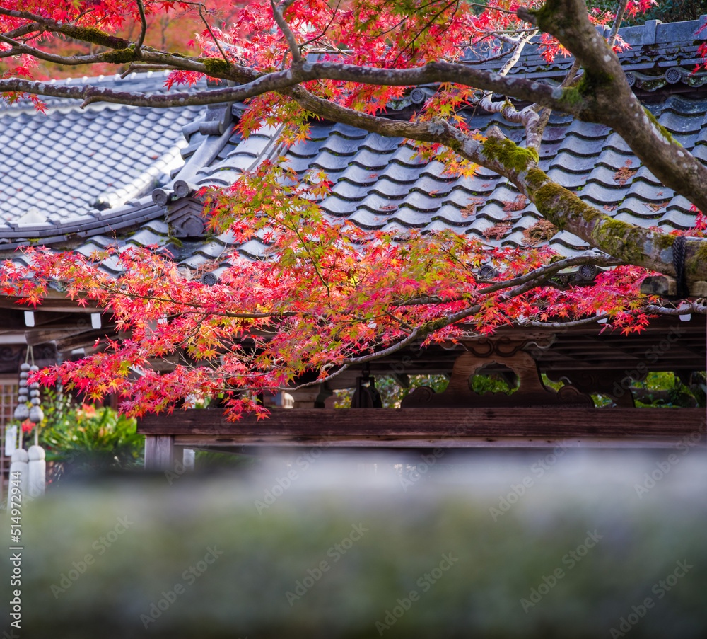 Obraz premium 京都一乗院エリアの紅葉