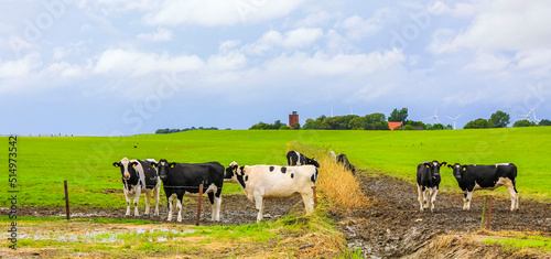 North German agricultural field with cows nature landscape panorama Germany.