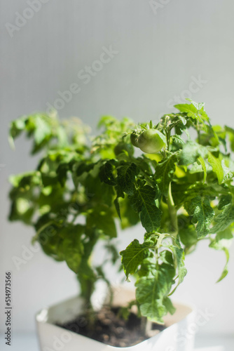 Home Grow Green Tomatoes in The Pot