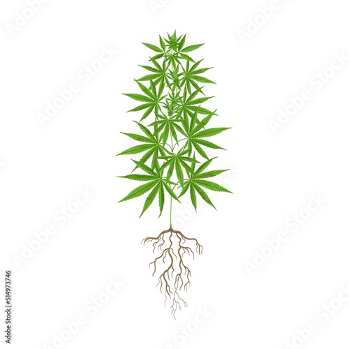 Marijuana plant flat icon. Hemp, cannabis, weed leaves isolated vector illustration collection. Drug plant cultivation