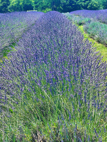 Lavender field