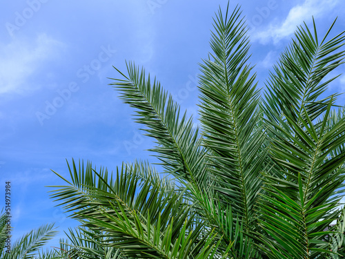 Natural green background of green palm leaves on blue sky background