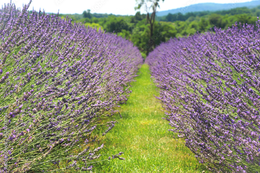 Fototapeta premium Lavender row