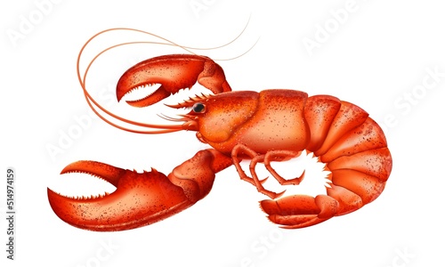 Lobster highly detailed vector. Shellfish detailed vector. Healthy meal. Cooking background. Logo closeup. Sea food.