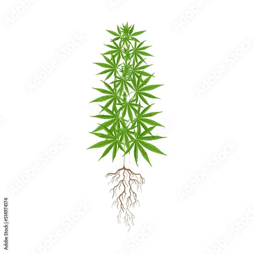 Growth stage of marijuana plant flat icon. Hemp, cannabis, weed leaves isolated vector illustration collection. Drug plant cultivation
