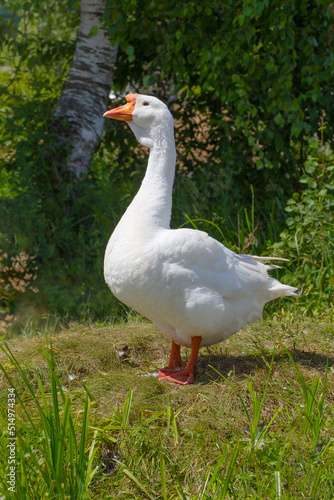 Portrait of white domestic goose anser anser domesticus. Goose farm.