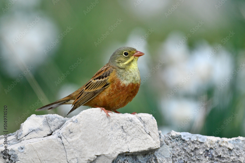Ortolan // Ortolan bunting (Emberiza hortulana) Ortolan // Ortolan bunting (Emberiza hortulana)
