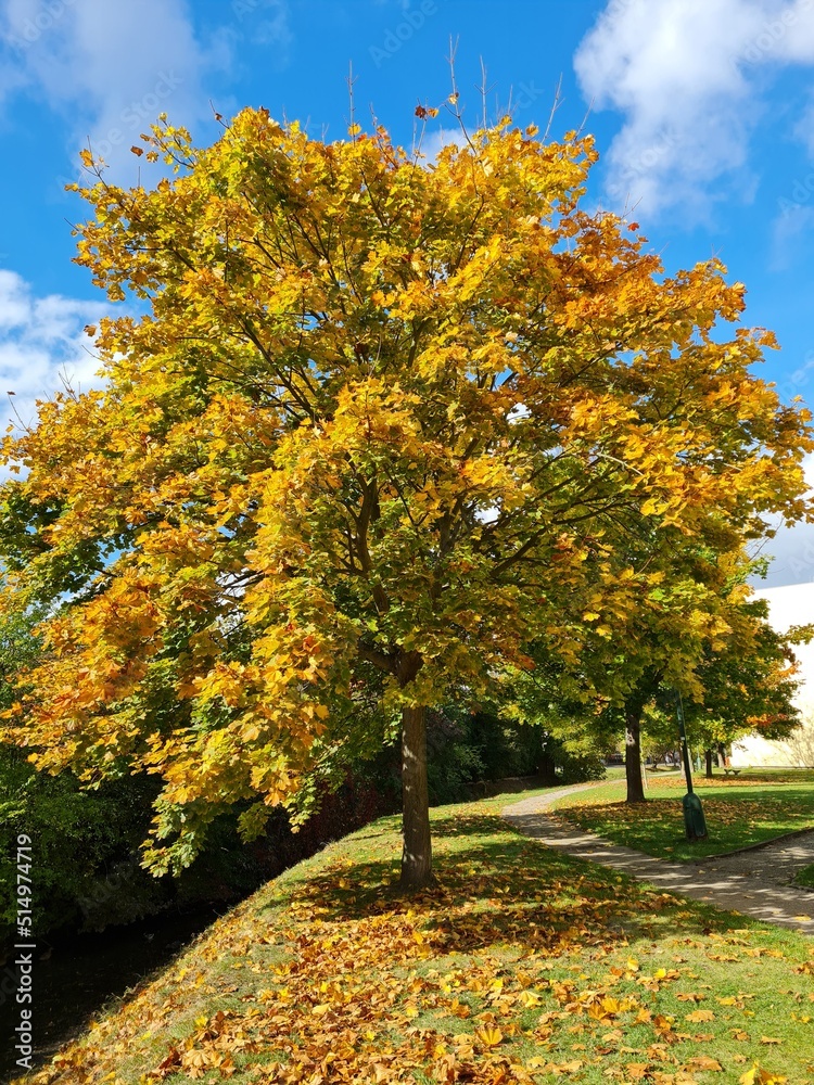 Naklejka premium autumn in the park