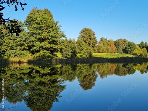 trees on the lake