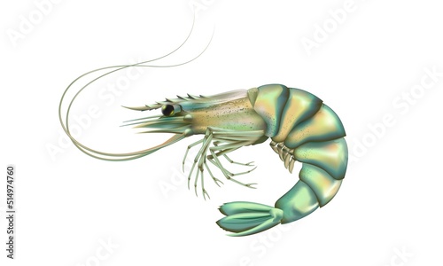 Shrimp high detailed background. Prawn detailed vector. Healthy meal. Cooking background. Logo closeup. Sea food.