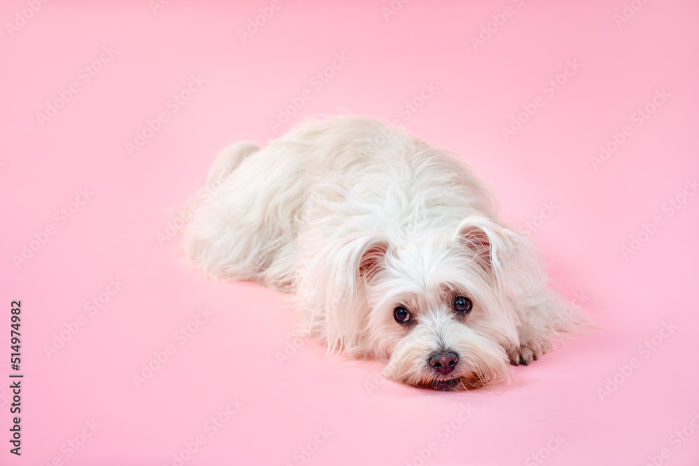 Adorable white fluffy dog laying down on pink studio background Adorable white fluffy dog laying down on pink studio background