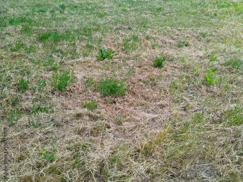 Foto Extreme drought and dry grassland in Europe