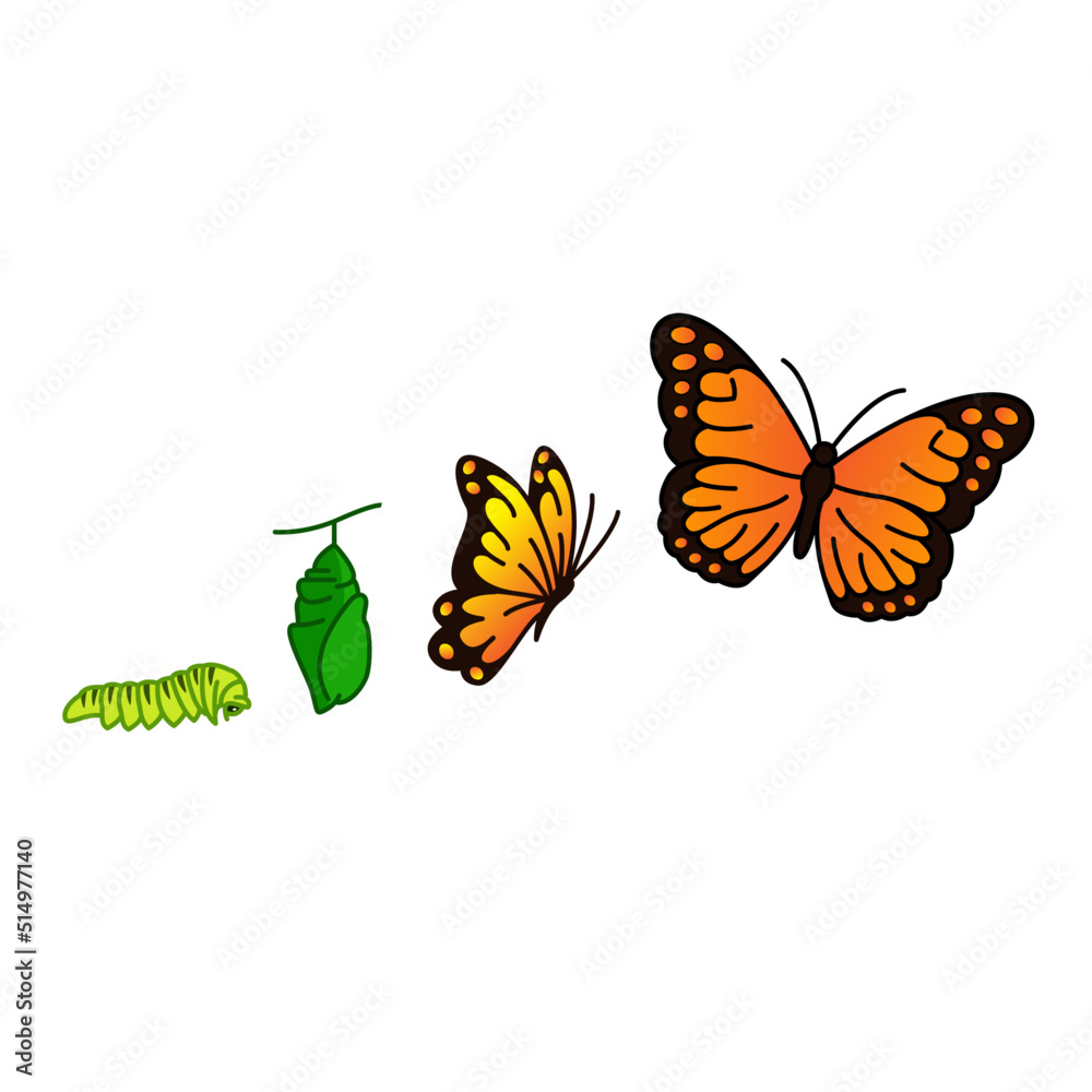 Butterfly Life Cycle Vector Illustration Clipart Stock, 53% OFF
