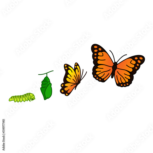 butterfly life cycle vector illustration clipart 