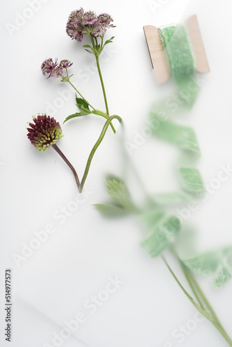 Close-up of a green velvet ribbon on a light background next to a plant on a white background