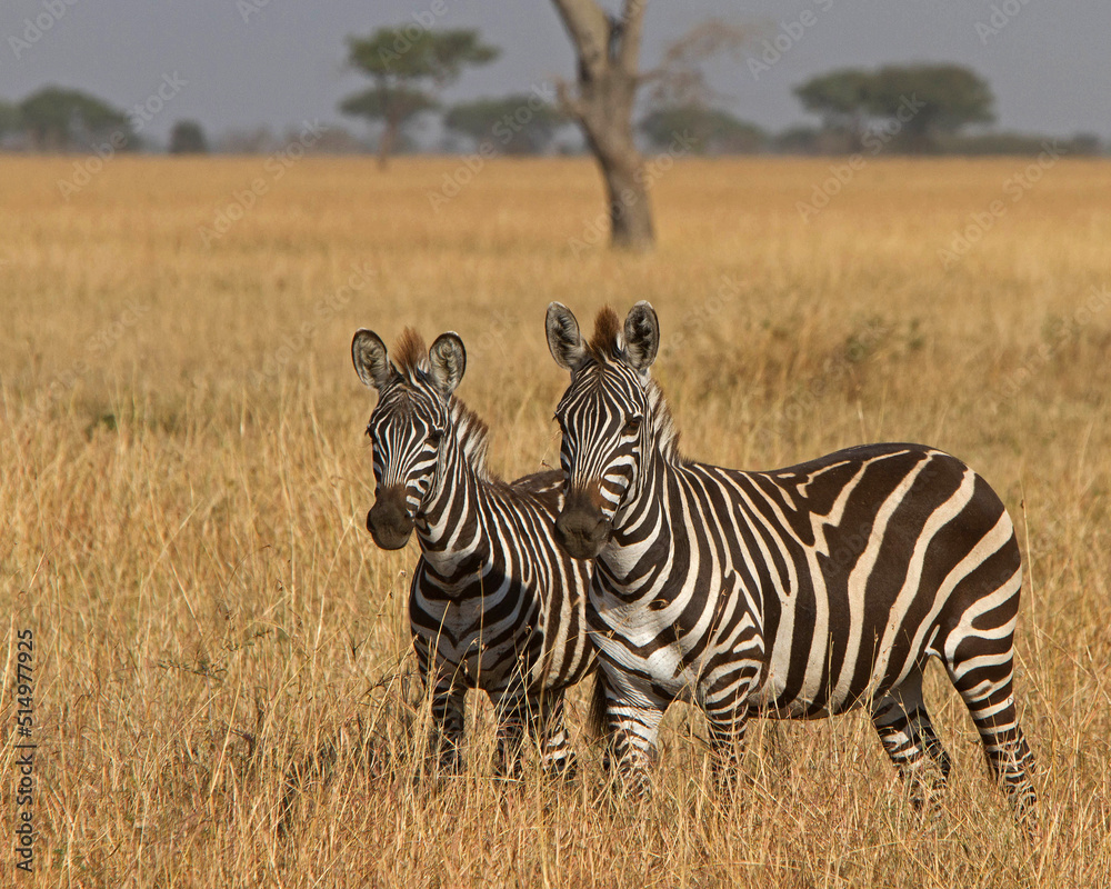Obraz premium Zebras on Serengeti Tanzania