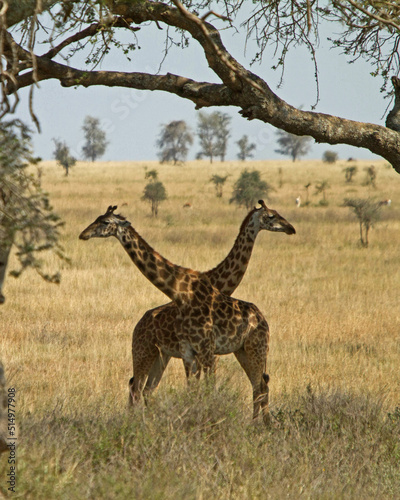 Fototapeta Naklejka Na Ścianę i Meble -  Giraffes on Serengeti Tanzania