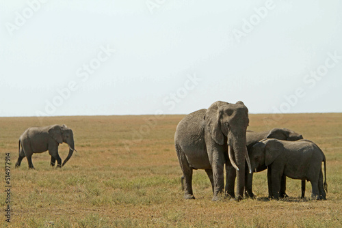 Elephants Serengeti Tanzania
