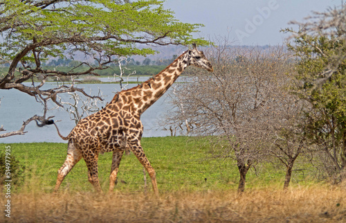 Giraffe on Serengeti Tanzania
