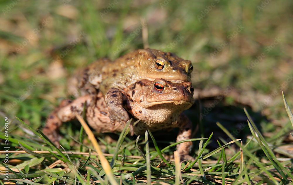 Fototapeta premium A pair of breeding Common Toads, with the male on the back of the female