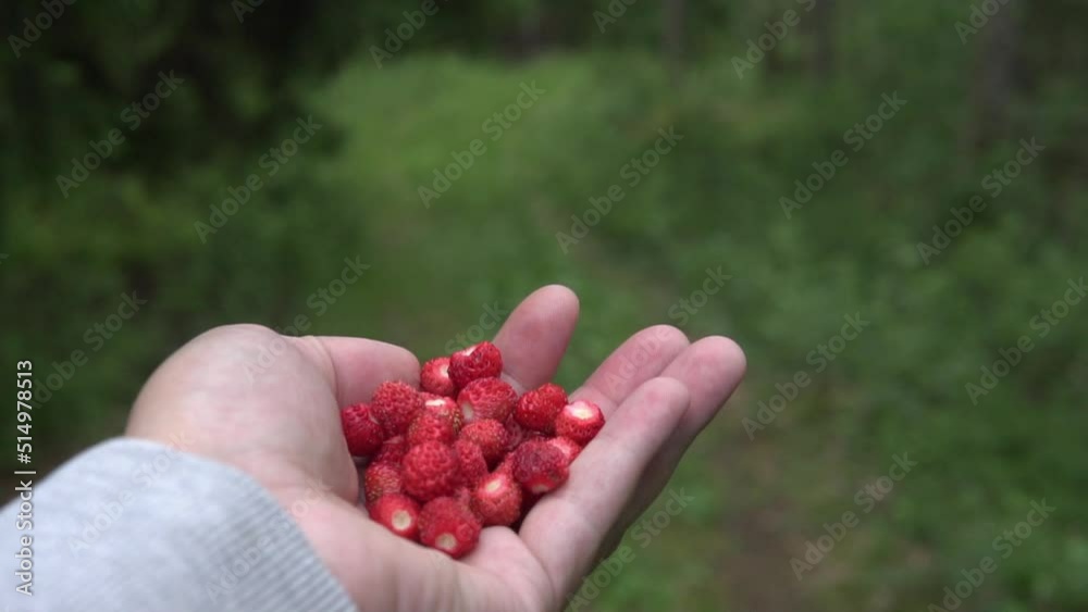A handfull of wild strawberries in the forest. Swedish nature summertime. Slow motion footage. A handfull of wild strawberries in the forest. Swedish nature summertime. Slow motion footage.