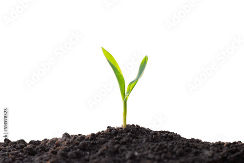 Corn seedlings are thriving from fertile soil on a white background.