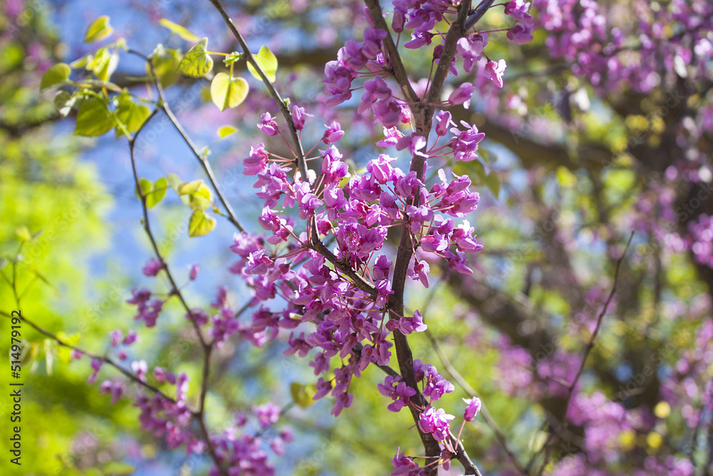 Blossoming of the Eastern Redbud tree (Cercis canadensis)