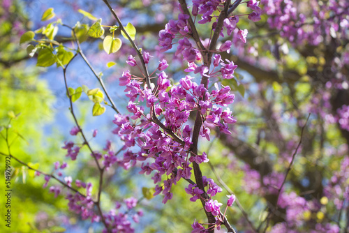 Obraz na płótnie Blossoming of the Eastern Redbud tree (Cercis canadensis) w salonie